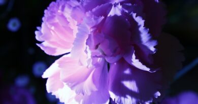 エンパスの変容：影と境界線の錬金術｜ユング心理学