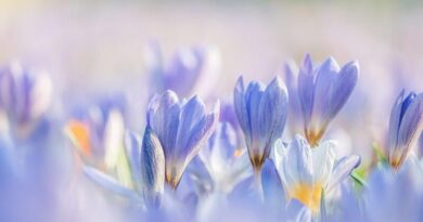 ご支援のお願い