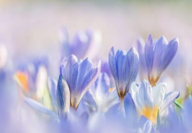 ご支援のお願い